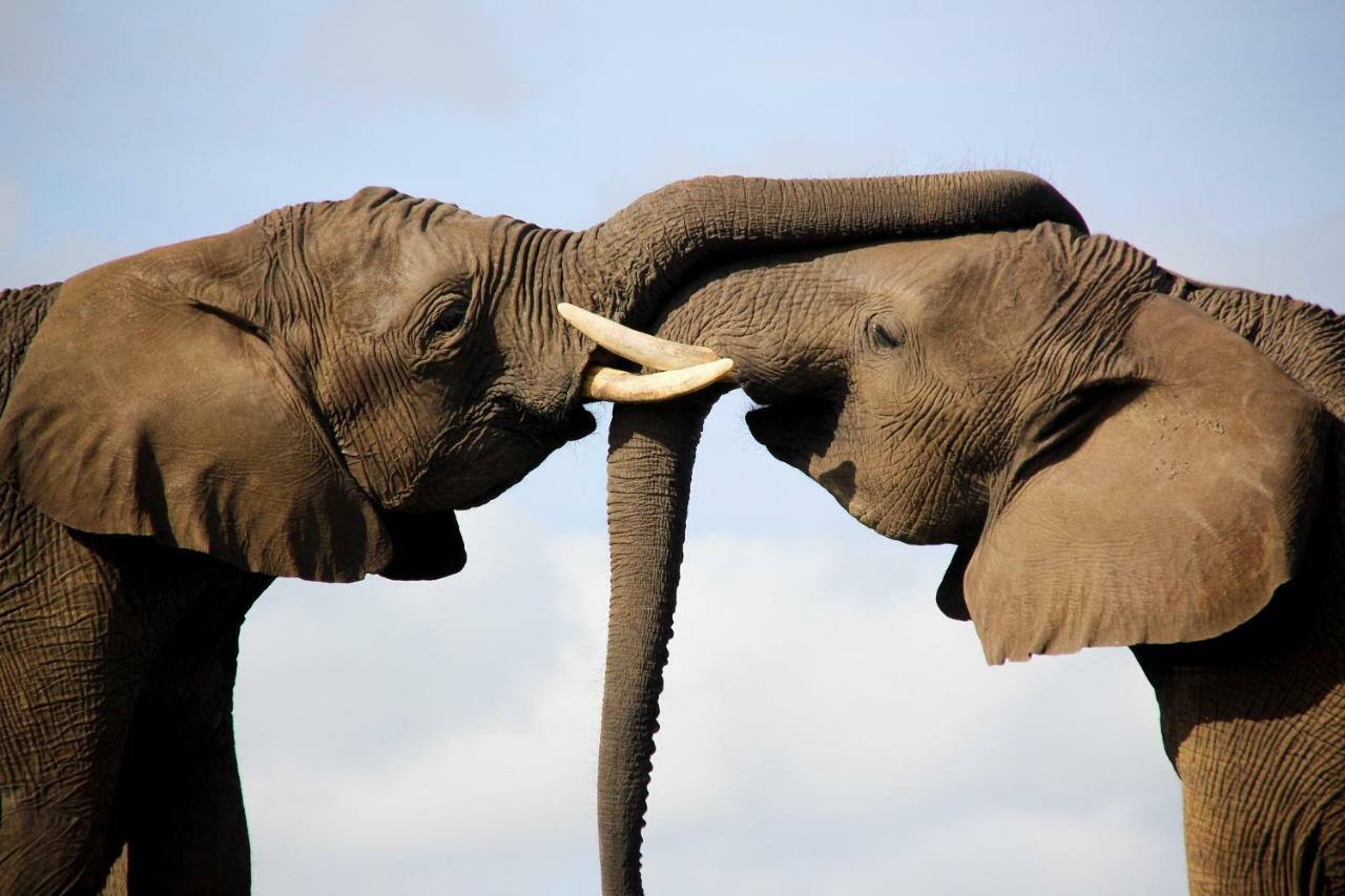 Knysna Elephant Park Lodge Plettenberg Bay Exterior foto