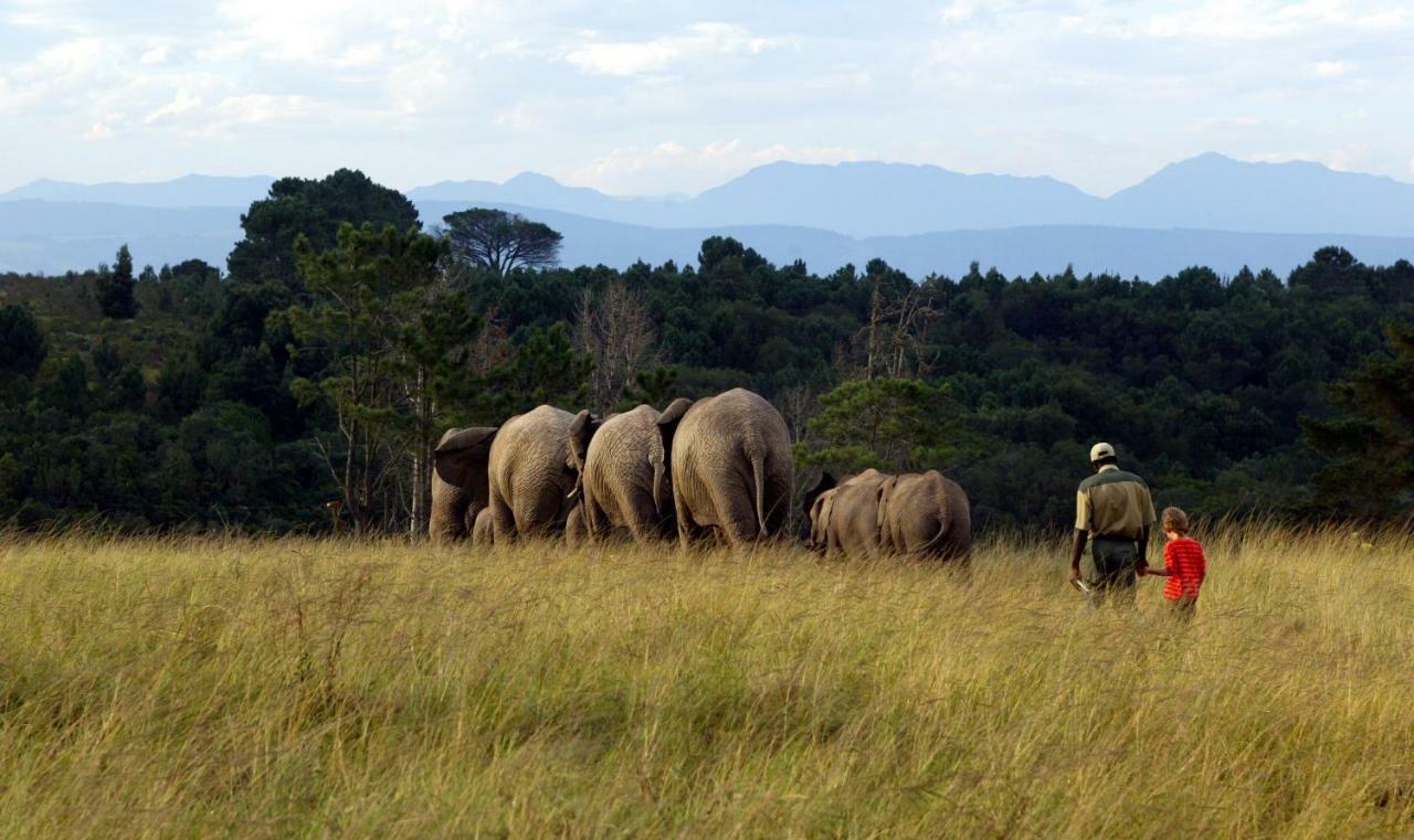 Knysna Elephant Park Lodge Plettenberg Bay Exterior foto