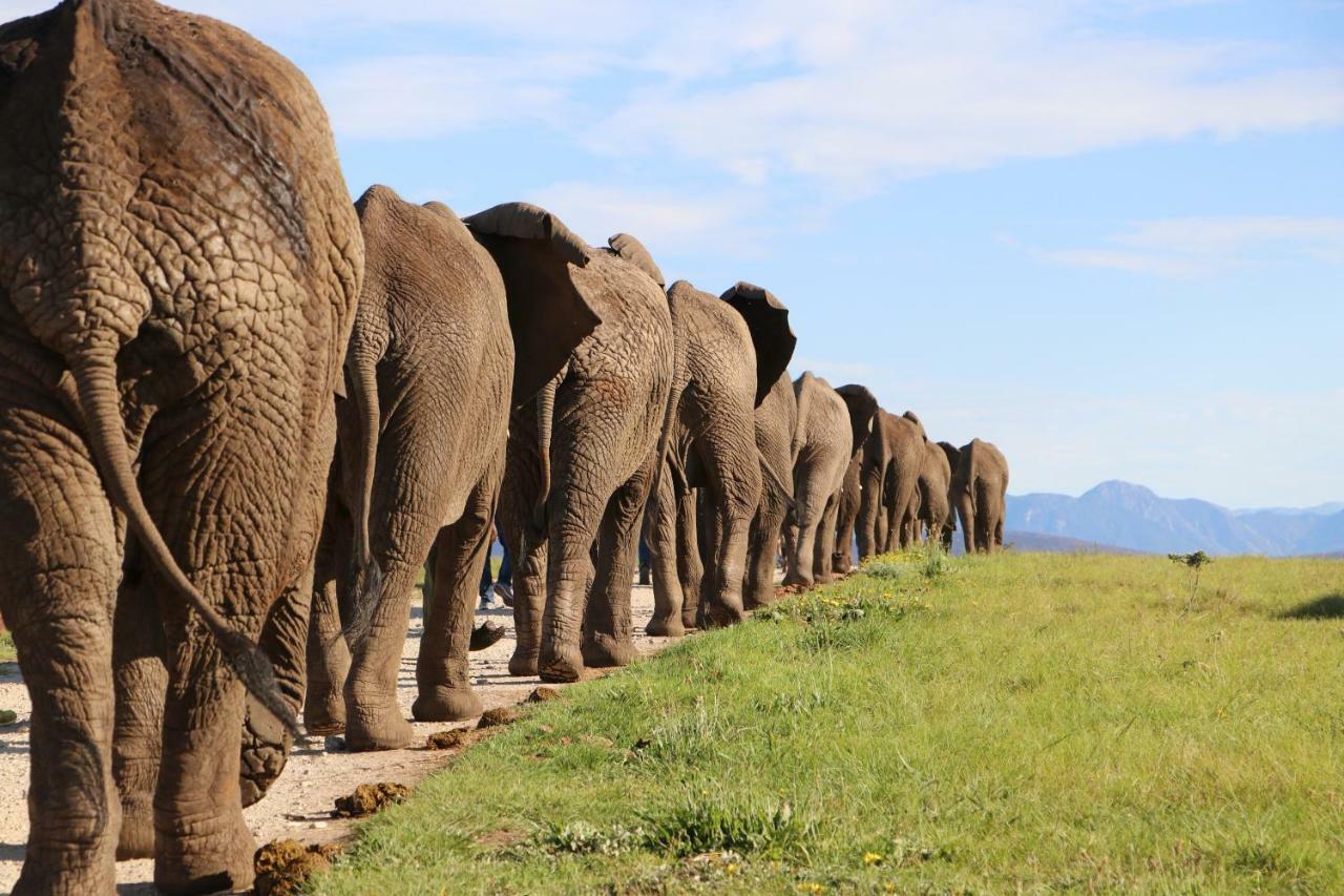 Knysna Elephant Park Lodge Plettenberg Bay Exterior foto
